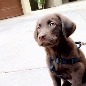 Meet your Posher, Anna